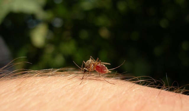 kak-izbavitsya-ot-komarov-1